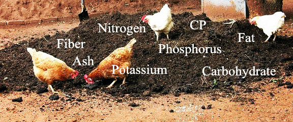 nutrients_content_of_chicken_manure.jpg