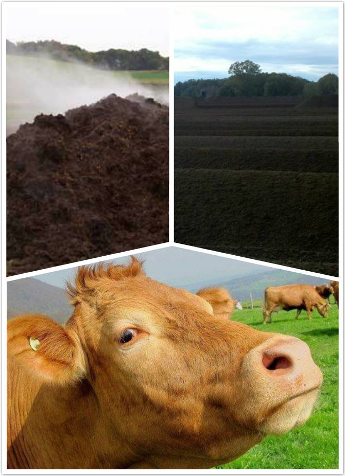 Methods To Make Cow Manure Organic Fertilizer